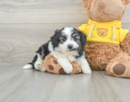 8 week old Aussiechon Puppy For Sale - Windy City Pups