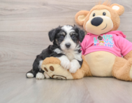 5 week old Aussiechon Puppy For Sale - Windy City Pups
