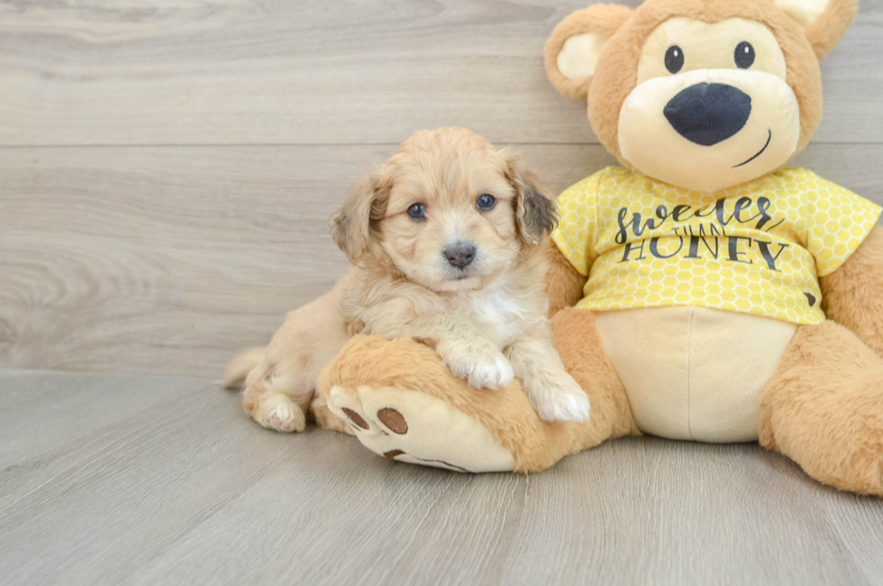 5 week old Aussiechon Puppy For Sale - Windy City Pups