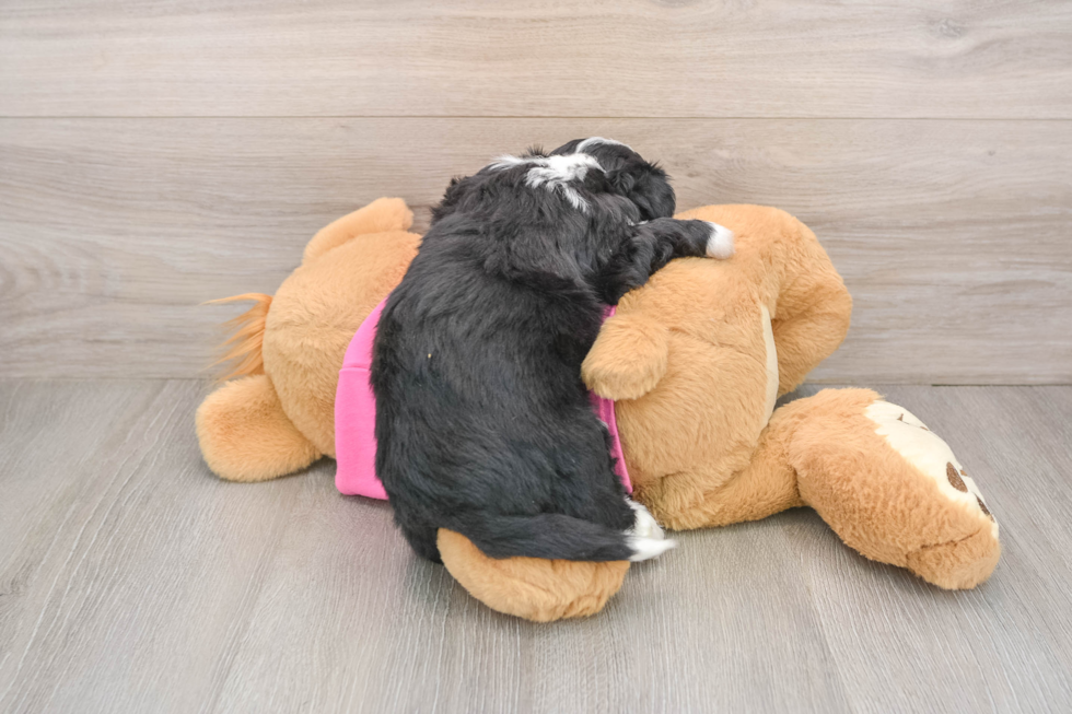 Best Aussiechon Baby