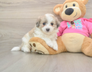 5 week old Aussiechon Puppy For Sale - Windy City Pups
