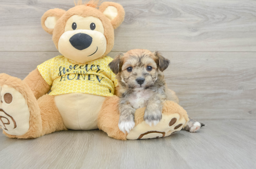 5 week old Aussiechon Puppy For Sale - Windy City Pups