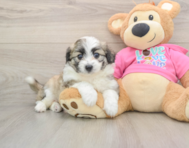 5 week old Aussiechon Puppy For Sale - Windy City Pups