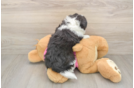Sweet Aussiechon Baby