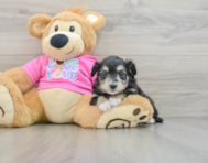 7 week old Aussiechon Puppy For Sale - Windy City Pups