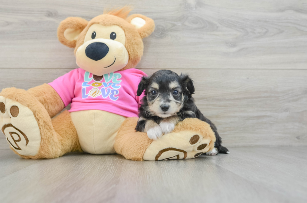 6 week old Aussiechon Puppy For Sale - Windy City Pups