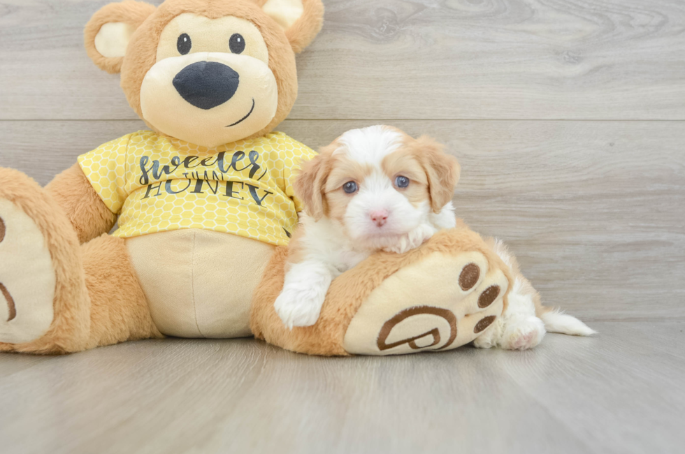 5 week old Aussiechon Puppy For Sale - Windy City Pups
