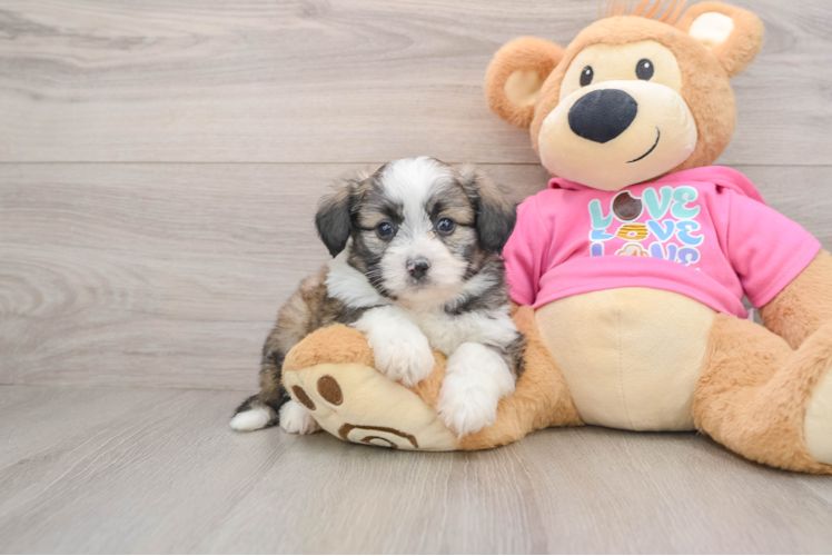 Aussiechon Puppy for Adoption