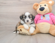 6 week old Aussiechon Puppy For Sale - Windy City Pups