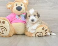7 week old Aussiechon Puppy For Sale - Windy City Pups