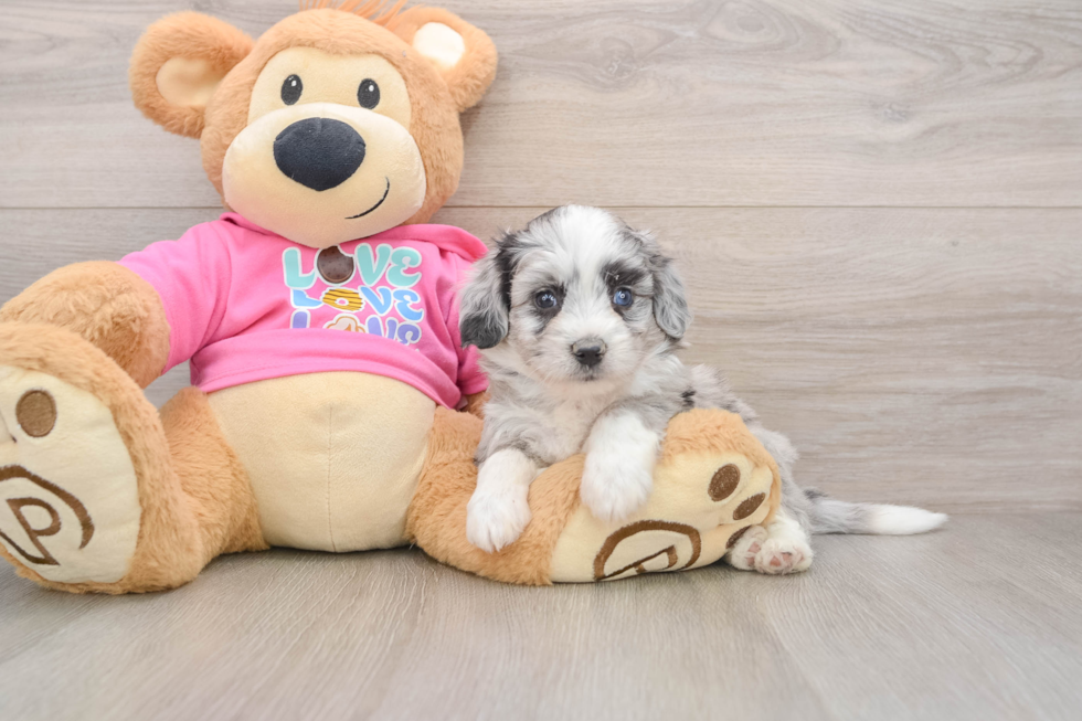 Popular Aussiechon Designer Pup