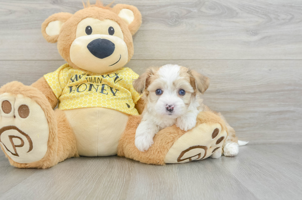 5 week old Aussiechon Puppy For Sale - Windy City Pups