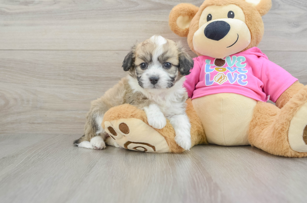 5 week old Aussiechon Puppy For Sale - Windy City Pups