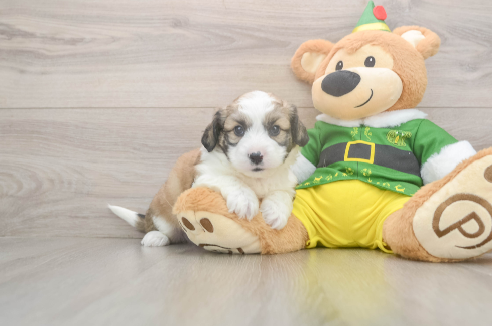 5 week old Aussiechon Puppy For Sale - Windy City Pups