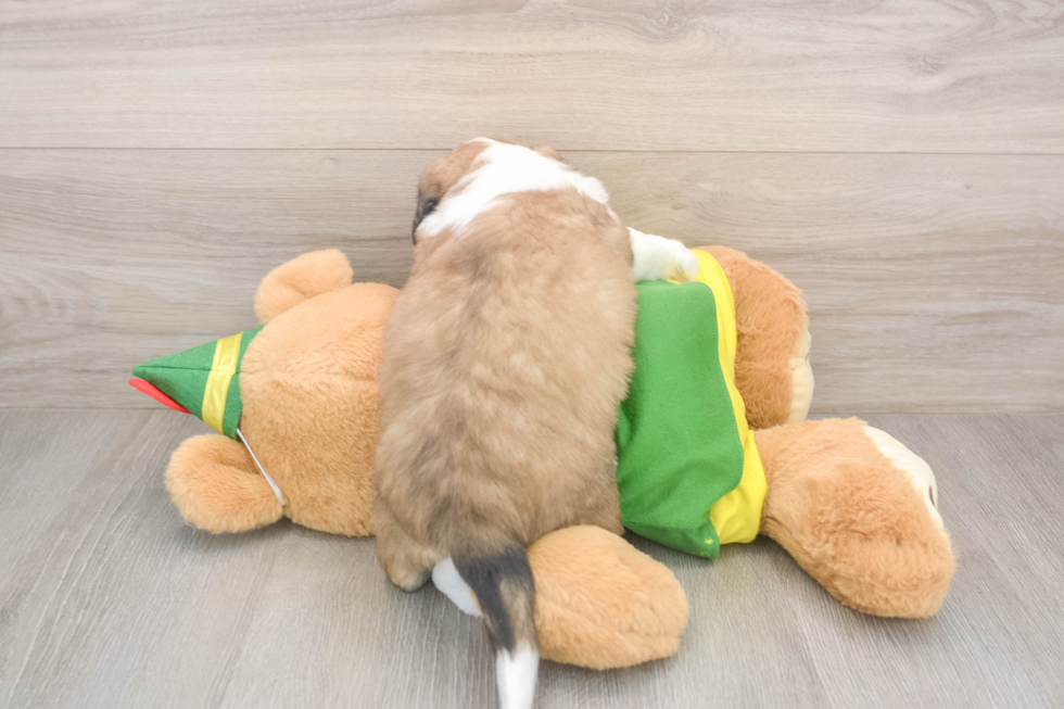 Little Aussie Bichon Designer Puppy