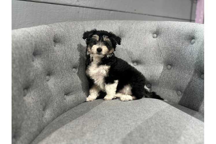 Cute Aussie Bichon Designer Puppy