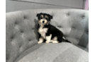 Cute Aussie Bichon Designer Puppy
