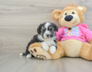 5 week old Aussiechon Puppy For Sale - Windy City Pups