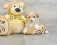 8 week old Aussiechon Puppy For Sale - Windy City Pups