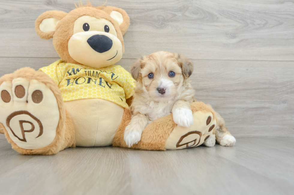 5 week old Aussiechon Puppy For Sale - Windy City Pups