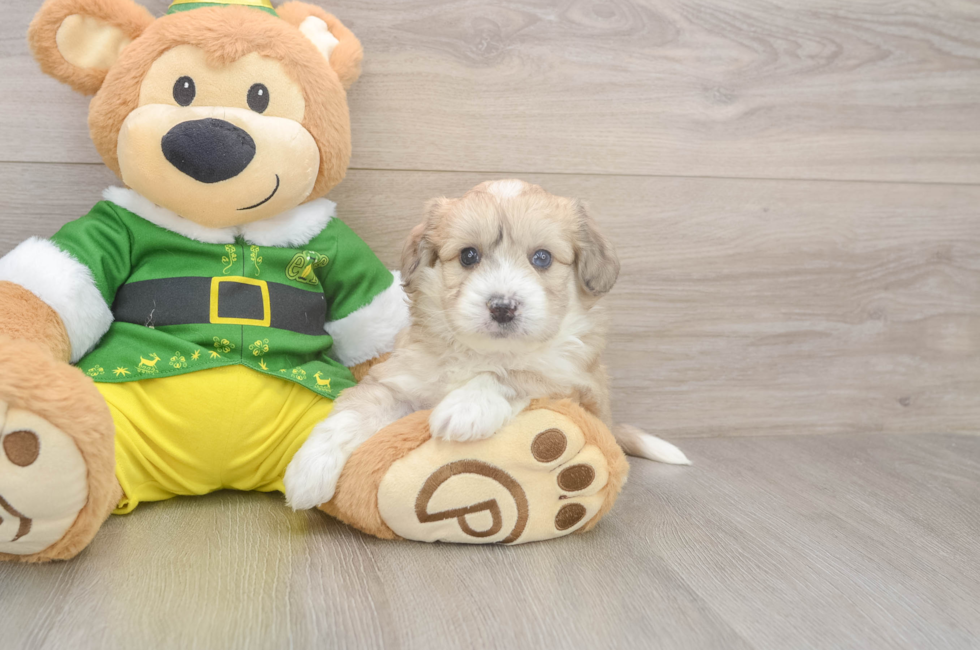 5 week old Aussiechon Puppy For Sale - Windy City Pups