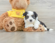 6 week old Aussiechon Puppy For Sale - Windy City Pups