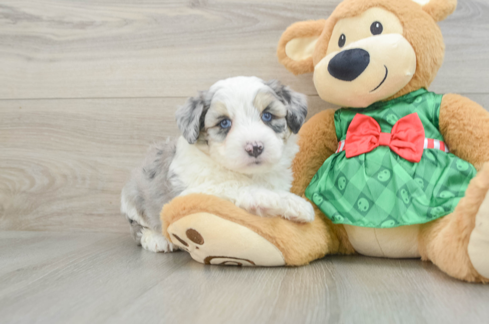 6 week old Aussiechon Puppy For Sale - Windy City Pups