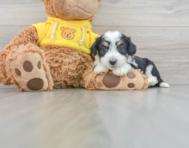 9 week old Aussiechon Puppy For Sale - Windy City Pups