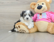 5 week old Aussiechon Puppy For Sale - Windy City Pups