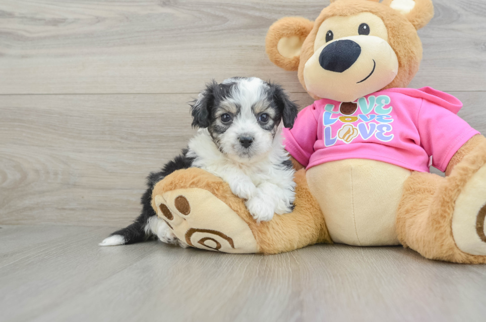 5 week old Aussiechon Puppy For Sale - Windy City Pups