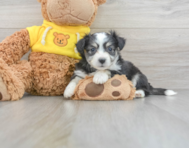 5 week old Aussiechon Puppy For Sale - Windy City Pups