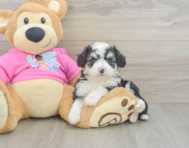 7 week old Aussiechon Puppy For Sale - Windy City Pups
