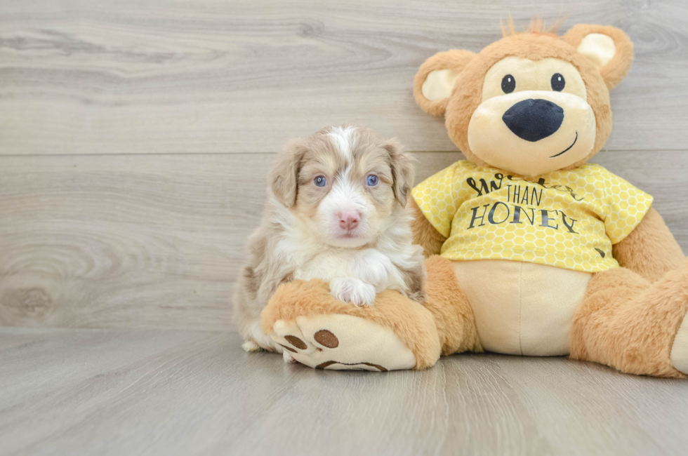 6 week old Aussiechon Puppy For Sale - Windy City Pups