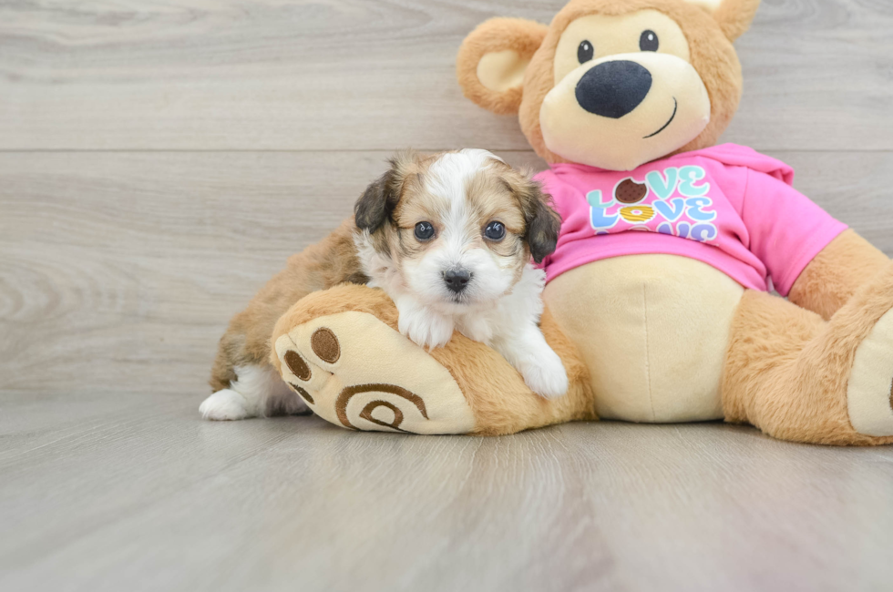 5 week old Aussiechon Puppy For Sale - Windy City Pups