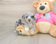 6 week old Aussiechon Puppy For Sale - Windy City Pups