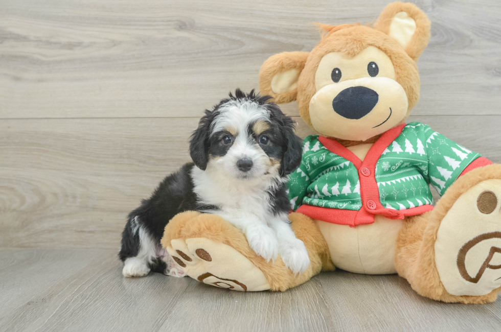 7 week old Aussiechon Puppy For Sale - Windy City Pups