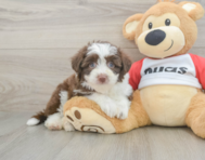 6 week old Aussiechon Puppy For Sale - Windy City Pups
