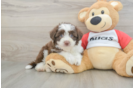 Aussiechon Puppy for Adoption
