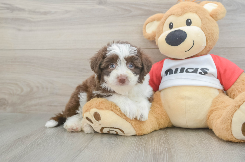 5 week old Aussiechon Puppy For Sale - Windy City Pups