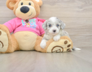 6 week old Aussiechon Puppy For Sale - Windy City Pups