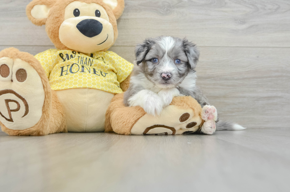 6 week old Aussiechon Puppy For Sale - Windy City Pups