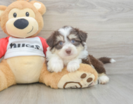 6 week old Aussiechon Puppy For Sale - Windy City Pups