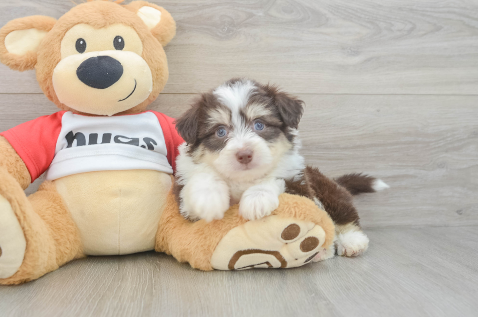 5 week old Aussiechon Puppy For Sale - Windy City Pups
