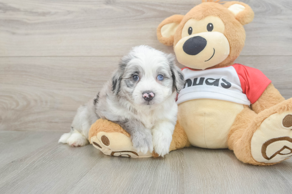 5 week old Aussiechon Puppy For Sale - Windy City Pups