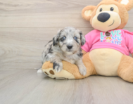 6 week old Aussiechon Puppy For Sale - Windy City Pups