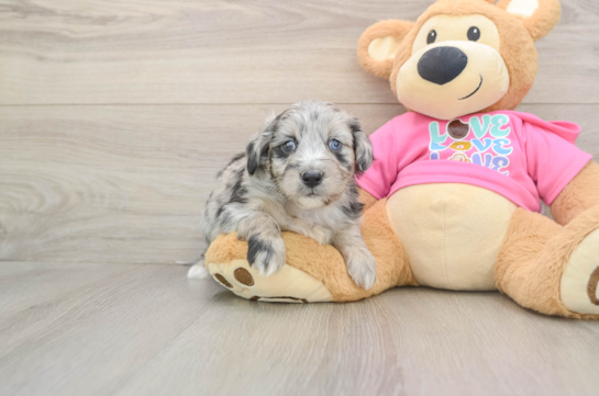 Sweet Aussiechon Baby