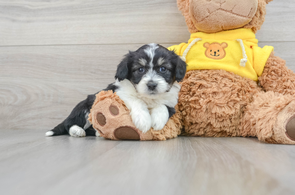 Cute Teddy Bear Marty: 2lb 4oz Designer Puppy