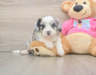 7 week old Aussiechon Puppy For Sale - Windy City Pups