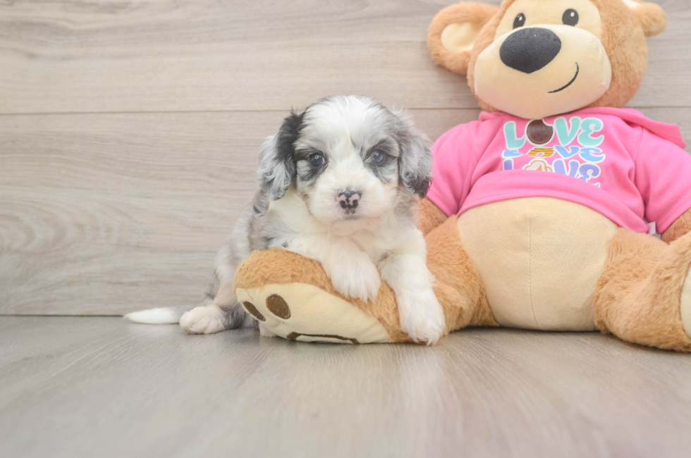 5 week old Aussiechon Puppy For Sale - Windy City Pups