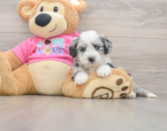 7 week old Aussiechon Puppy For Sale - Windy City Pups